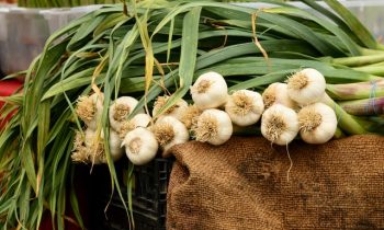 105 farmers in the county have registered in the programme for supporting the garlic production