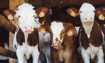 Румънското правителство гласува увеличение на  държавната помощ в сферата на животновъдството